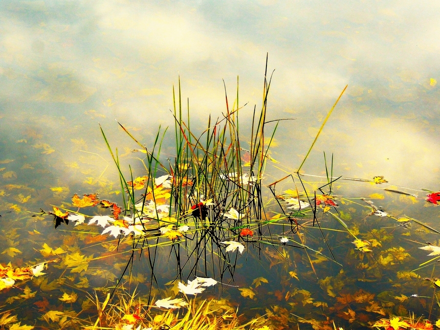 Apleton Gold  (1 of 15)