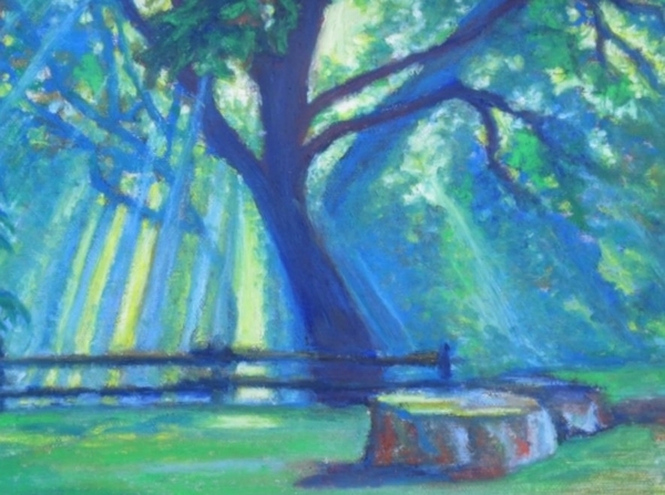 Sunlight Through the Trees